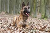 MALINOIS 684